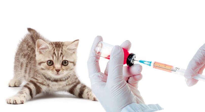动物和人的蠕虫疫苗接种